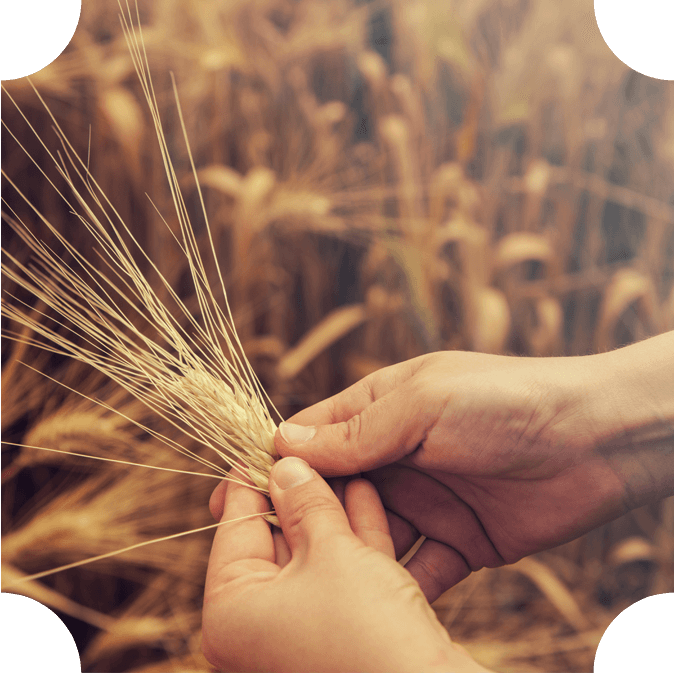 2013 - I fanatici del grano.